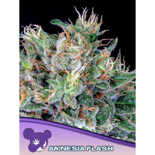 Amnesia Flash - Féminisée - Anesia Seeds | ROOTS-SEEDS.FR