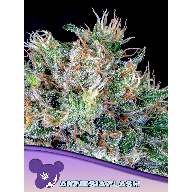 Amnesia Flash - Féminisée - Anesia Seeds | ROOTS-SEEDS.FR