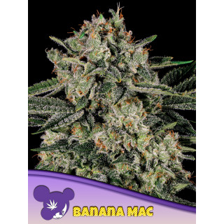 Banana MAC - Féminisée - Anesia Seeds | ROOTS-SEEDS.FR
