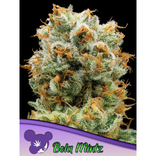 Bola Mintz - Féminisée - Anesia Seeds | ROOTS-SEEDS.FR