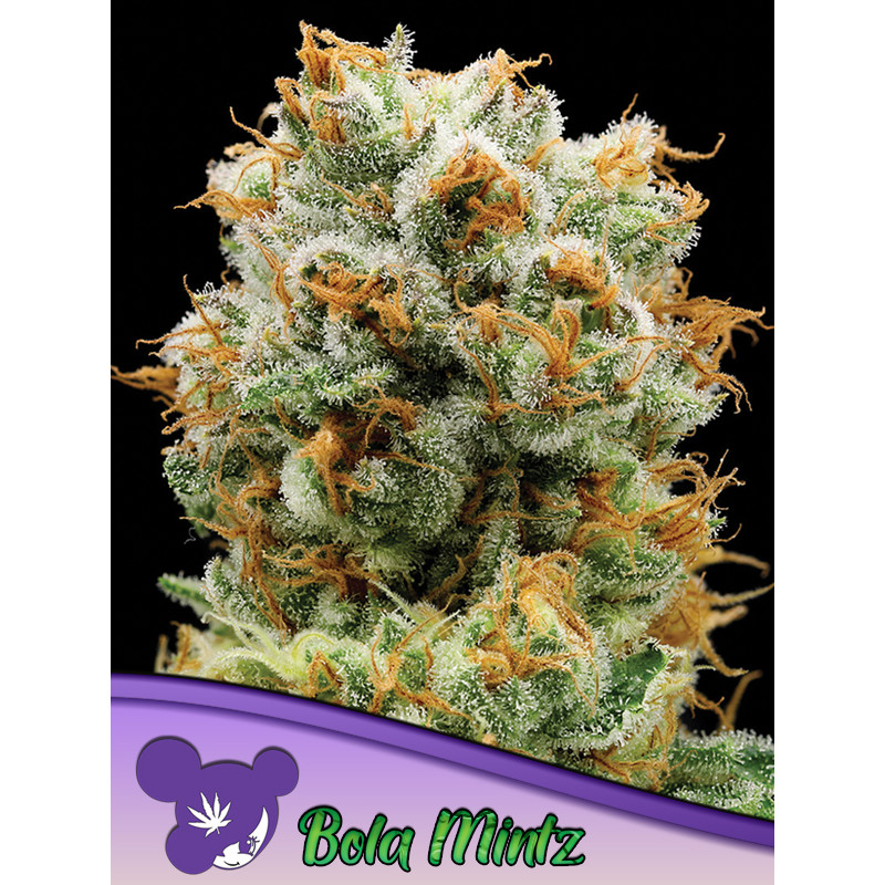 Bola Mintz - Féminisée - Anesia Seeds | ROOTS-SEEDS.FR