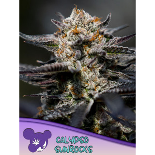 Calypso Sunrocks - Féminisée - Anesia Seeds | ROOTS-SEEDS.FR