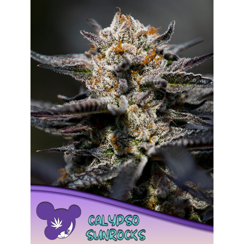 Calypso Sunrocks - Féminisée - Anesia Seeds | ROOTS-SEEDS.FR