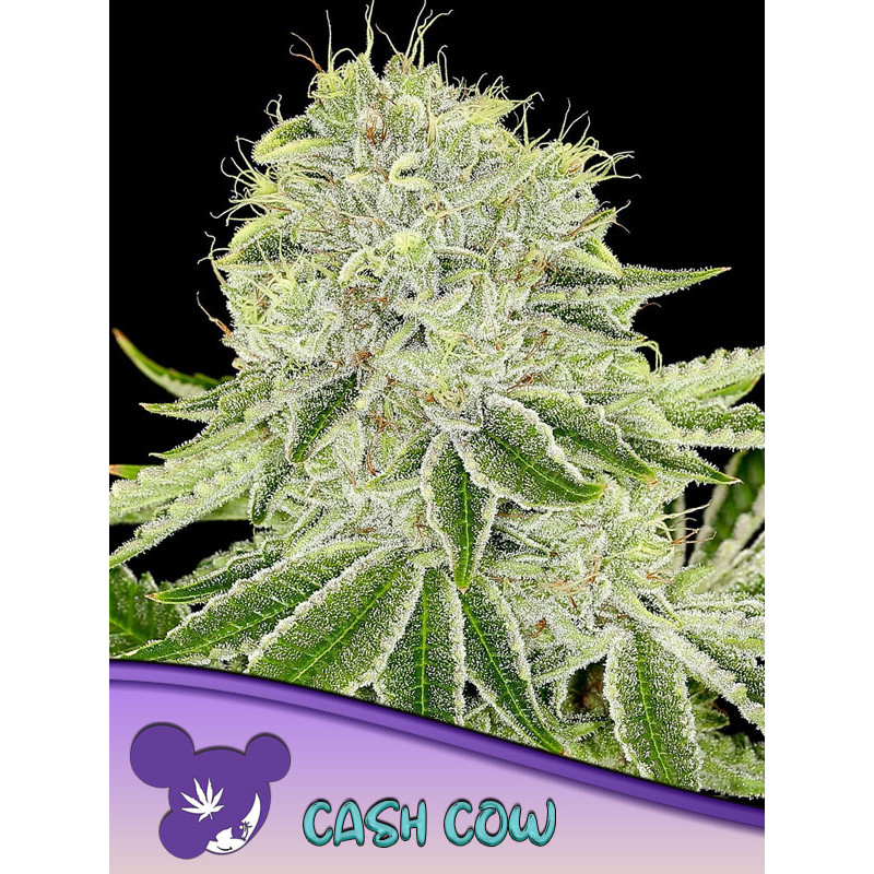 Cash Cow - Féminisée - Anesia Seeds | ROOTS-SEEDS.FR