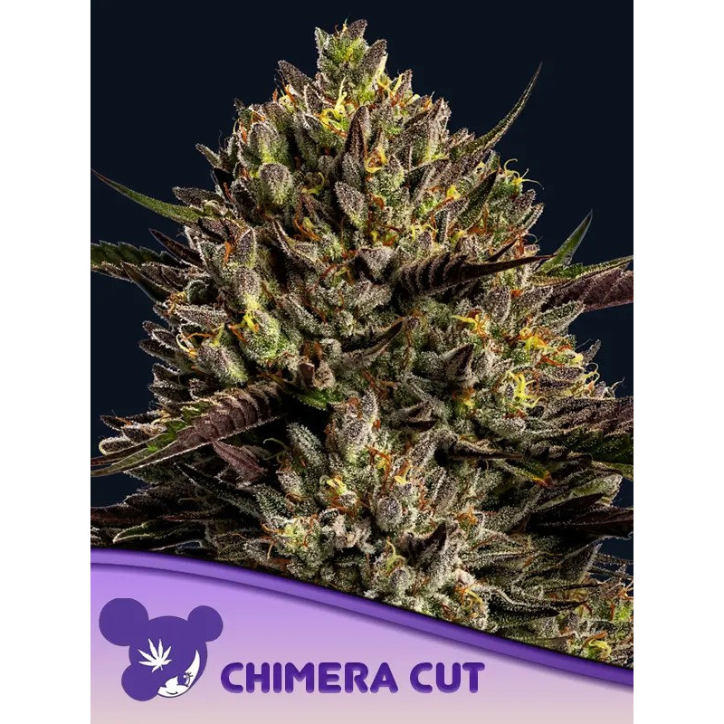 Chimera Cut - Féminisée - Anesia Seeds | ROOTS-SEEDS.FR