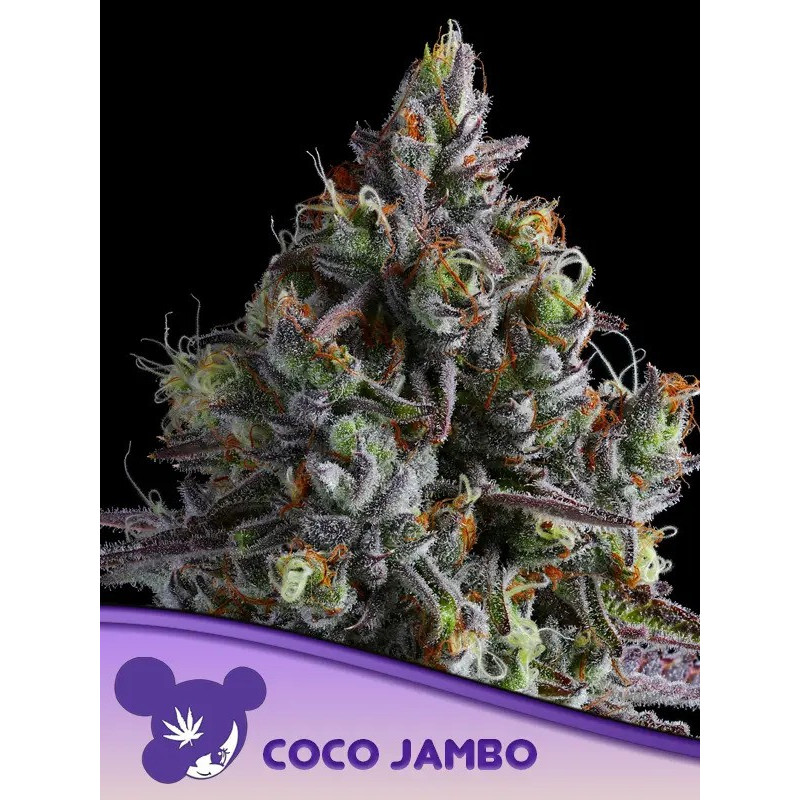 Coco Jambo - Féminisée - Anesia Seeds | ROOTS-SEEDS.FR