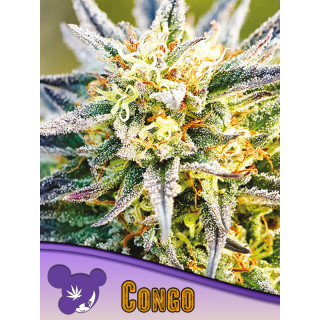 Congo - Féminisée - Anesia Seeds | ROOTS-SEEDS.FR