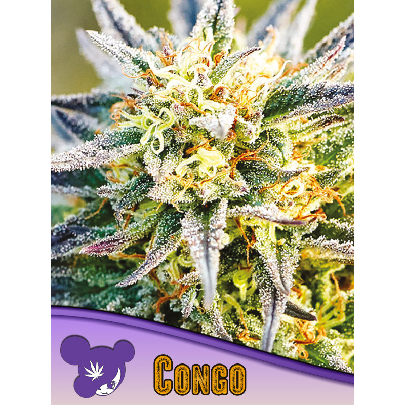 Congo - Féminisée - Anesia Seeds | ROOTS-SEEDS.FR