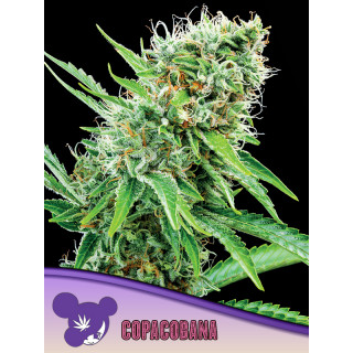 Copacobana - Féminisée - Anesia Seeds | ROOTS-SEEDS.FR