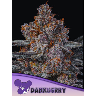 Dankberry - Féminisée - Anesia Seeds | ROOTS-SEEDS.FR