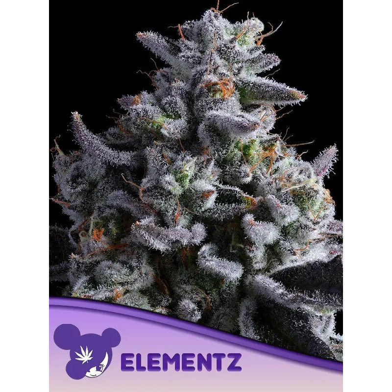 Elementz - Féminisée - Anesia Seeds | ROOTS-SEEDS.FR