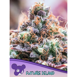 Future Island - Féminisée - Anesia Seeds | ROOTS-SEEDS.FR