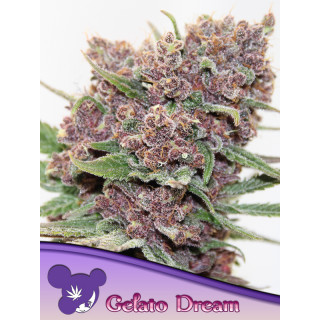 Gelato Dream - Féminisée - Anesia Seeds | ROOTS-SEEDS.FR