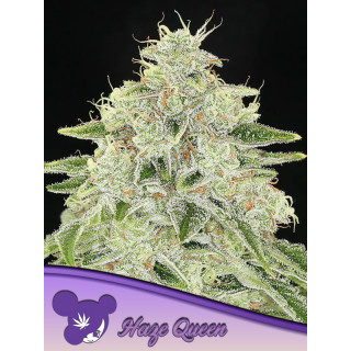 Haze Queen - Féminisée - Anesia Seeds | ROOTS-SEEDS.FR