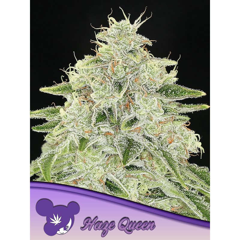 Haze Queen - Féminisée - Anesia Seeds | ROOTS-SEEDS.FR