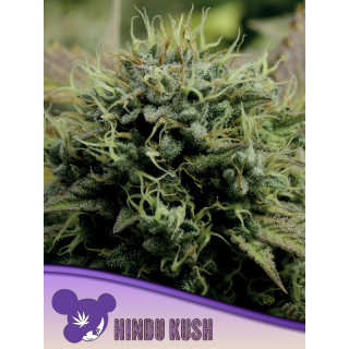 Hindu Kush - Féminisée - Anesia Seeds | ROOTS-SEEDS.FR