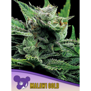 Malawi Gold - Féminisée - Anesia Seeds | ROOTS-SEEDS.FR
