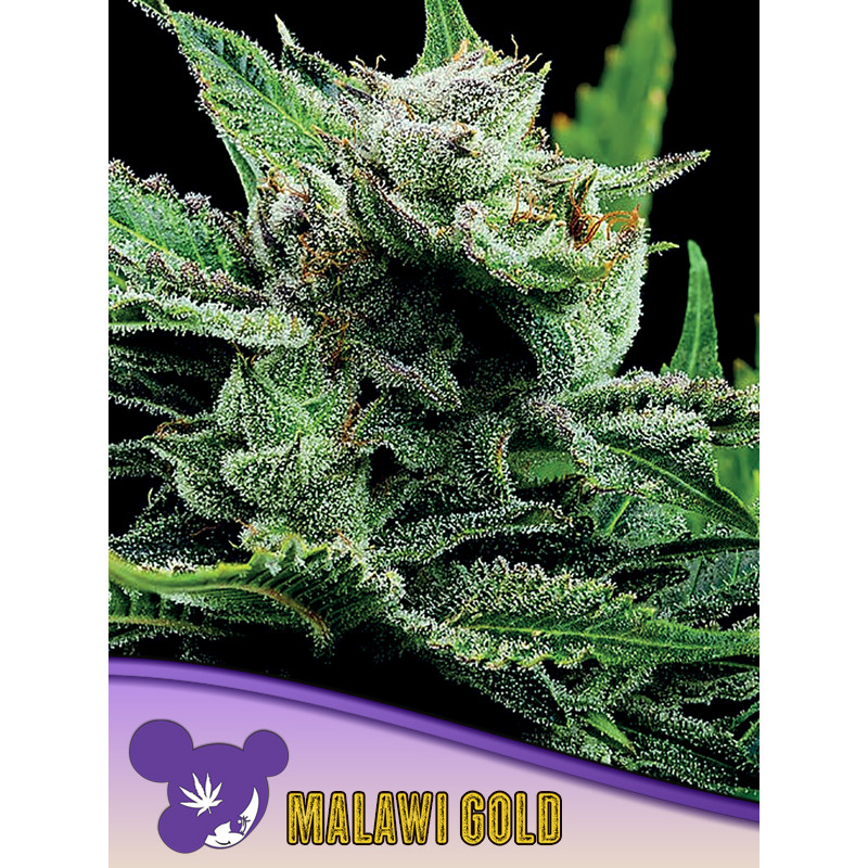 Malawi Gold - Féminisée - Anesia Seeds | ROOTS-SEEDS.FR