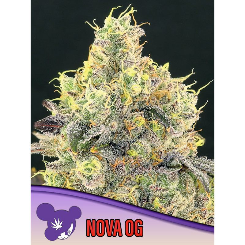 Nova OG - Féminisée - Anesia Seeds | ROOTS-SEEDS.FR