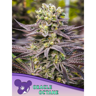 Oracle Octane - Féminisée - Anesia Seeds | ROOTS-SEEDS.FR