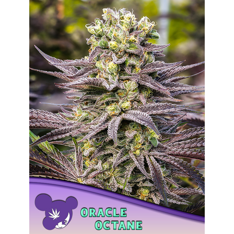 Oracle Octane - Féminisée - Anesia Seeds | ROOTS-SEEDS.FR