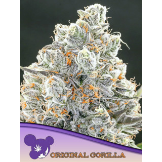 Original Gorilla 4 - Féminisée - Anesia Seeds | ROOTS-SEEDS.FR