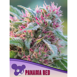 Panama Red - Féminisée - Anesia Seeds | ROOTS-SEEDS.FR