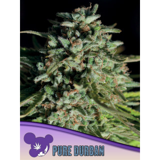 Pure Durban - Féminisée - Anesia Seeds | ROOTS-SEEDS.FR