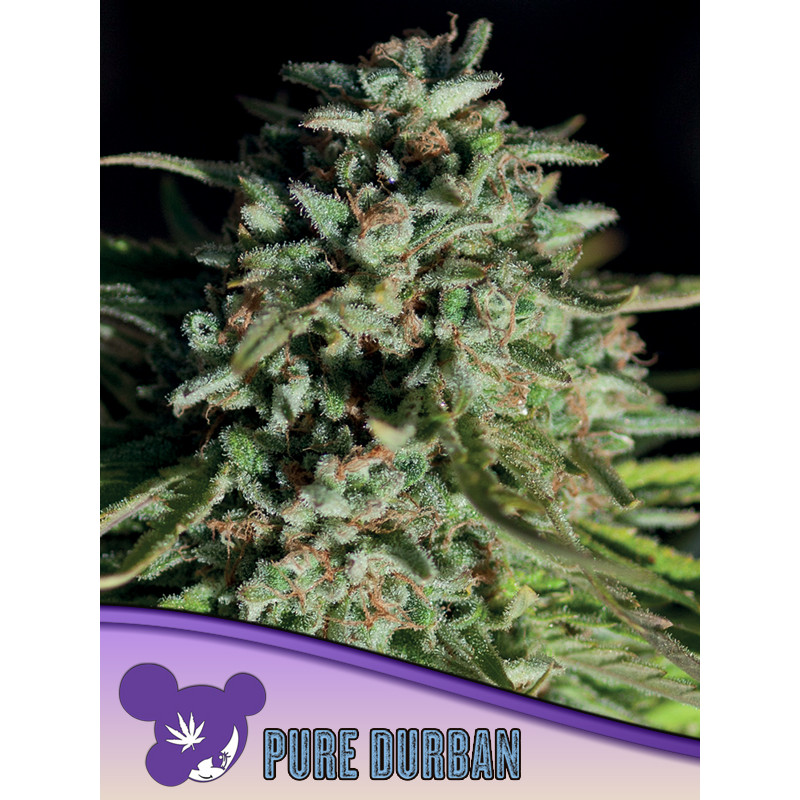 Pure Durban - Féminisée - Anesia Seeds | ROOTS-SEEDS.FR