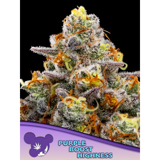Purple Boost Highness - Féminisée - Anesia Seeds | ROOTS-SEEDS.FR