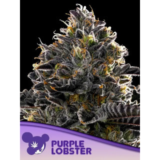 Purple Lobster - Féminisée - Anesia Seeds | ROOTS-SEEDS.FR