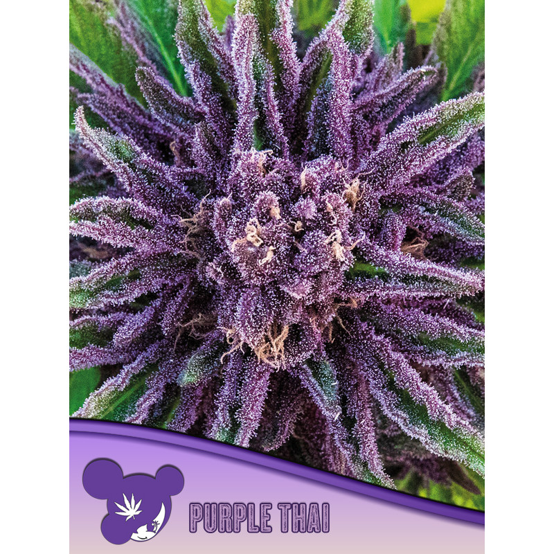 Purple Thai - Féminisée - Anesia Seeds | ROOTS-SEEDS.FR