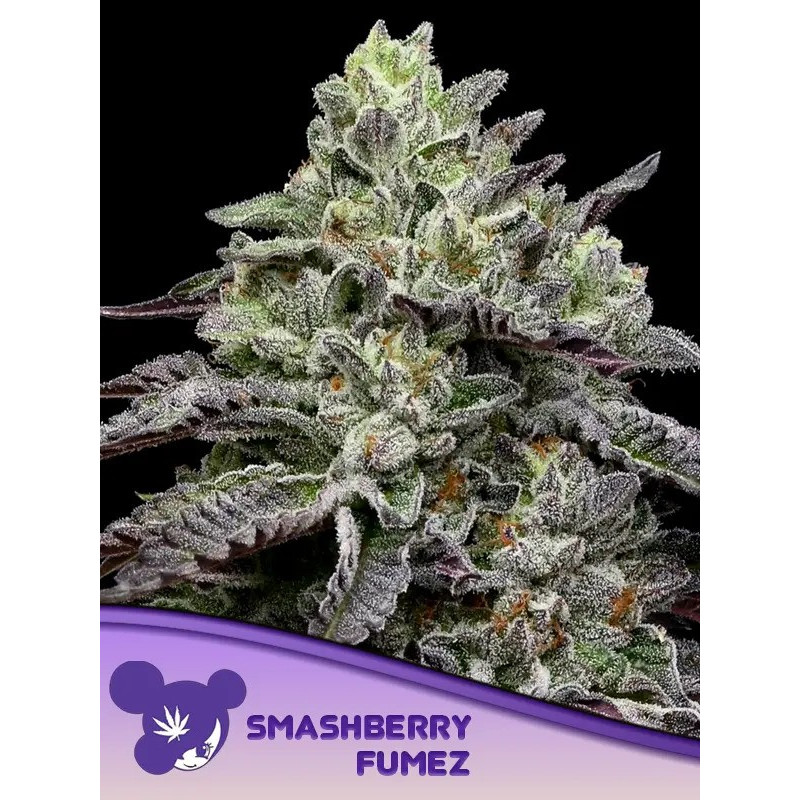 Smashberry Fumez - Féminisée - Anesia Seeds | ROOTS-SEEDS.FR
