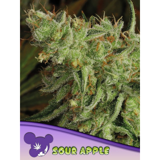 Sour Apple - Féminisée - Anesia Seeds | ROOTS-SEEDS.FR