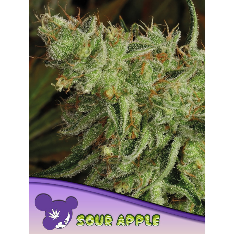 Sour Apple - Féminisée - Anesia Seeds | ROOTS-SEEDS.FR