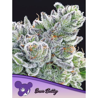 Sour Betty - Féminisée - Anesia Seeds | ROOTS-SEEDS.FR