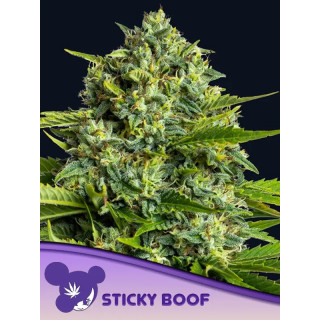 Sticky Boof - Féminisée - Anesia Seeds | ROOTS-SEEDS.FR
