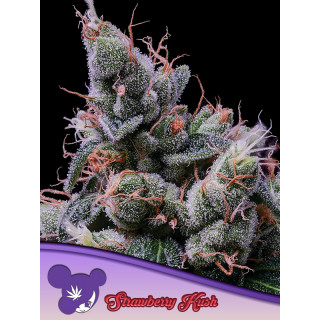 Strawberry Kush - Féminisée - Anesia Seeds | ROOTS-SEEDS.FR