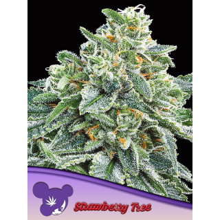 Strawberry Tree - Féminisée - Anesia Seeds | ROOTS-SEEDS.FR