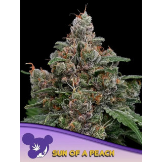Sun of a Peach - Féminisée - Anesia Seeds | ROOTS-SEEDS.FR