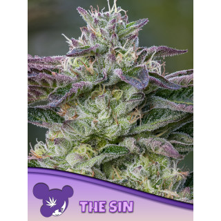 The Sin - Féminisée - Anesia Seeds | ROOTS-SEEDS.FR