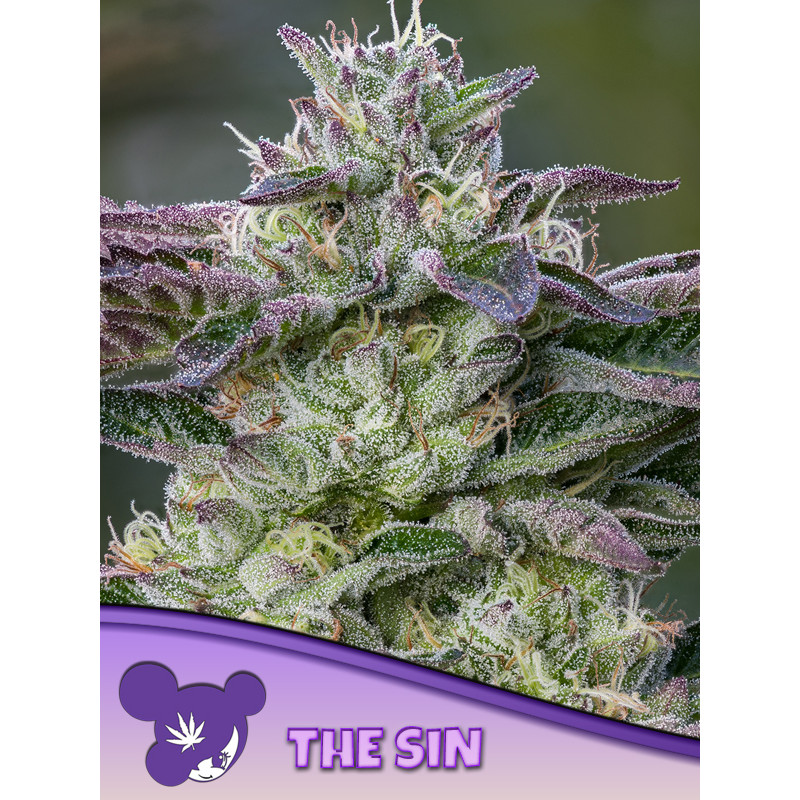 The Sin - Féminisée - Anesia Seeds | ROOTS-SEEDS.FR