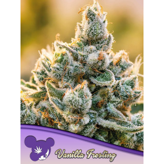 Vanilla Frosting - FEM - Anesia Seeds