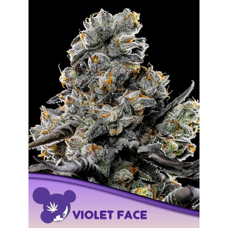 Violet Face - Féminisée - Anesia Seeds | ROOTS-SEEDS.FR