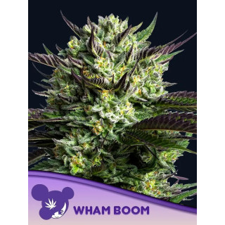 Wham Boom - Féminisée - Anesia Seeds | ROOTS-SEEDS.FR