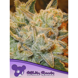 White Runtz - Féminisée - Anesia Seeds | ROOTS-SEEDS.FR