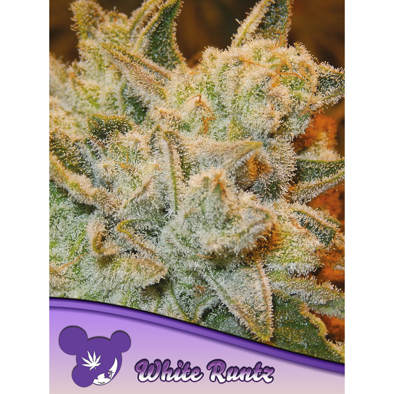 White Runtz - Féminisée - Anesia Seeds | ROOTS-SEEDS.FR