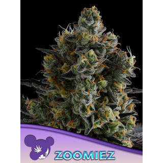 Zoomiez - Féminisée - Anesia Seeds | ROOTS-SEEDS.FR