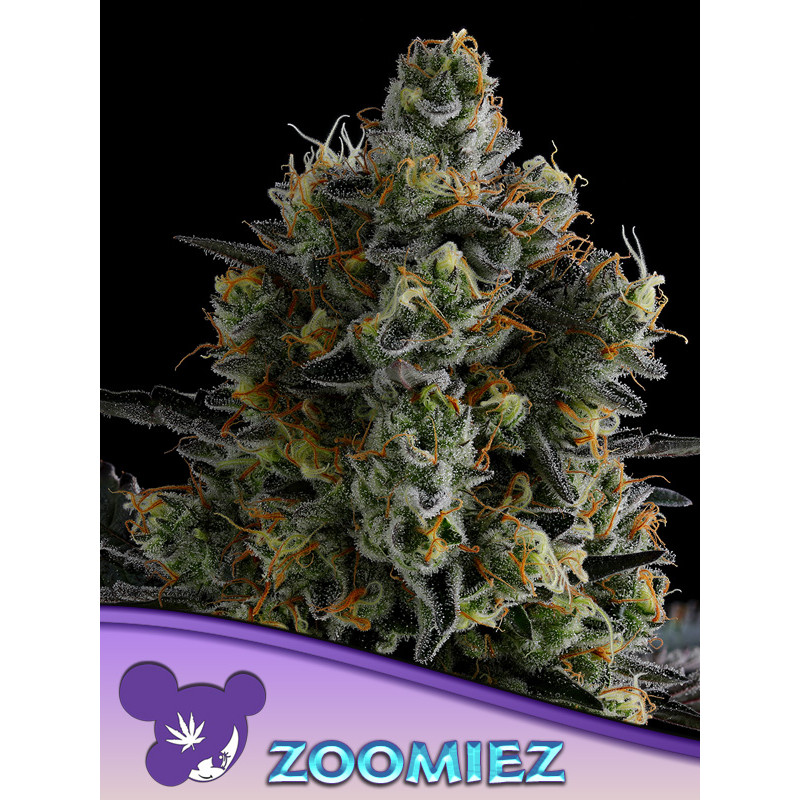 Zoomiez - Féminisée - Anesia Seeds | ROOTS-SEEDS.FR