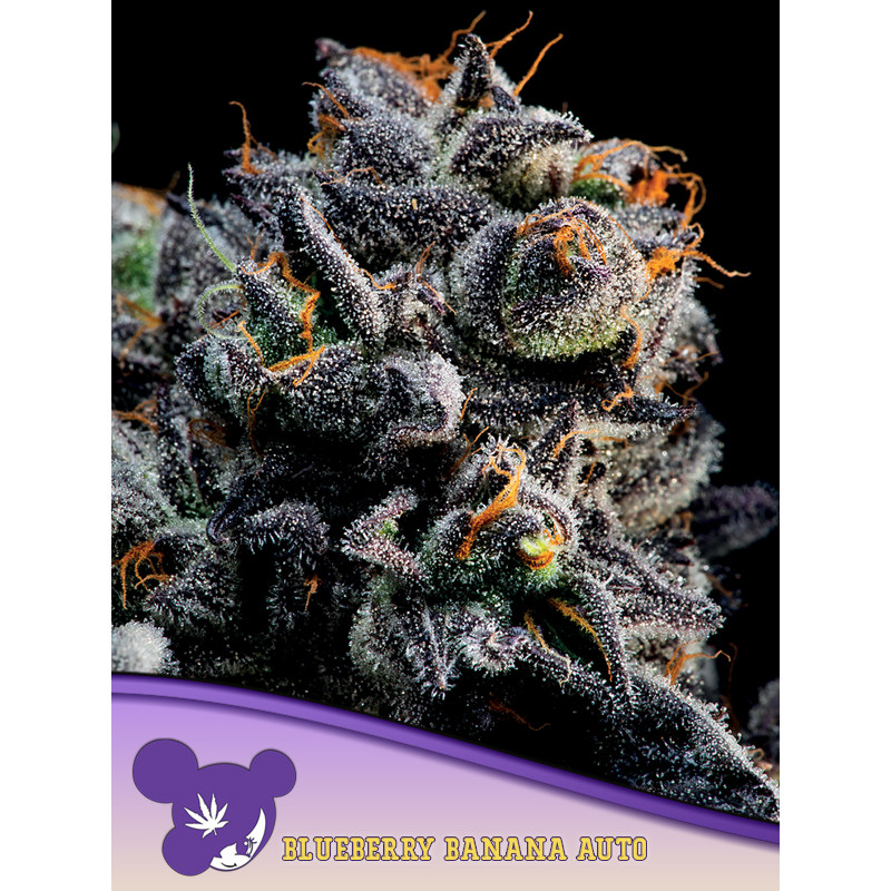 Blueberry Banana - Autofloraison - Anesia Seeds | ROOTS-SEEDS.FR